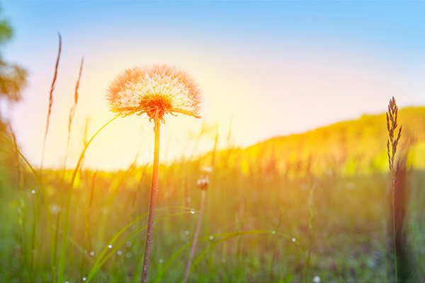 Bild: Wiese mit Pusteblume